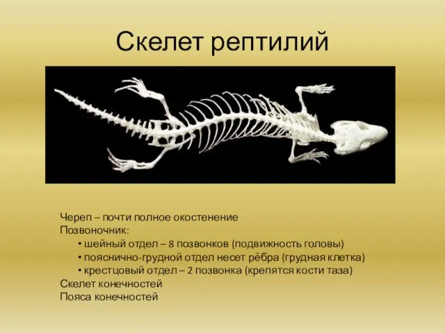 Скелет рептилий Череп – почти полное окостенение Позвоночник: шейный отдел –