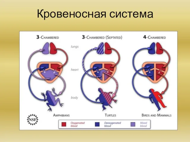 Кровеносная система