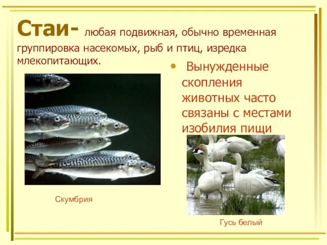 Стаи- любая подвижная, обычно временная группировка насекомых, рыб и птиц, изредка