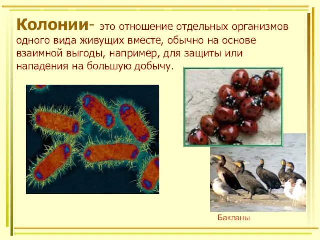 Колонии- это отношение отдельных организмов одного вида живущих вместе, обычно на