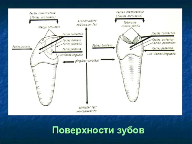 Поверхности зубов