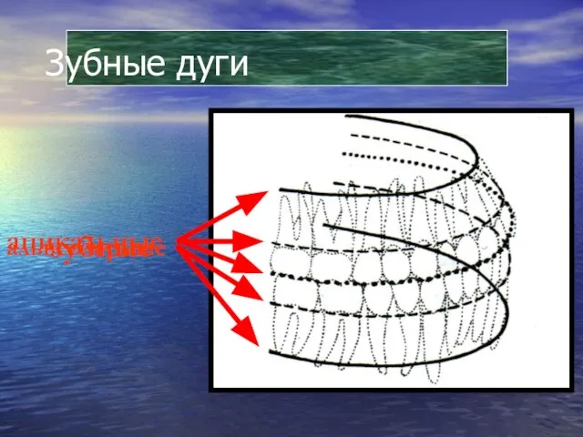 Зубные дуги апикальные альвеолярные зубные