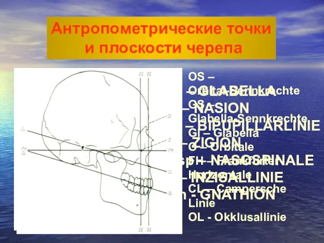 Gl – GLABELLA N – NASION Bl – BIPUPILLARLINIE Z –