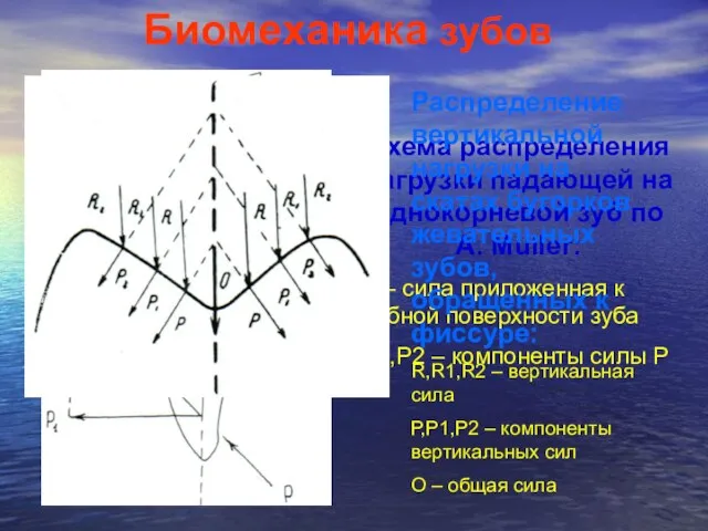 Биомеханика зубов Схема распределения нагрузки падающей на однокорневой зуб по A.