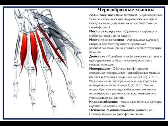 Червеобразные мышцы Латинское название lumbrical - червеобразный. Четыре небольших цилиндрических мышцы