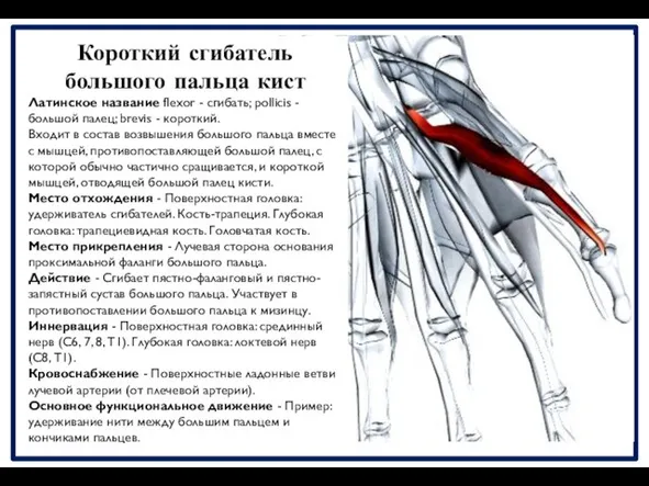 Короткий сгибатель большого пальца кист Латинское название flexor - сгибать; pollicis