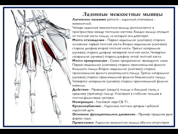 Ладонные межкостные мышцы Латинское название palmaris - ладонный; interosseus - межкостный.