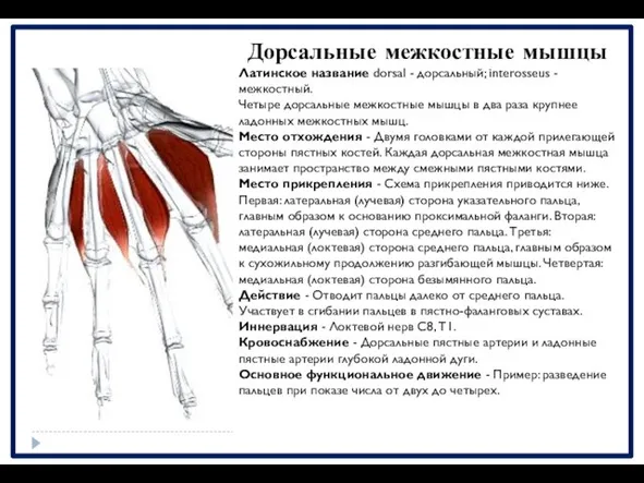 Дорсальные межкостные мышцы Латинское название dorsal - дорсальный; interosseus - межкостный.