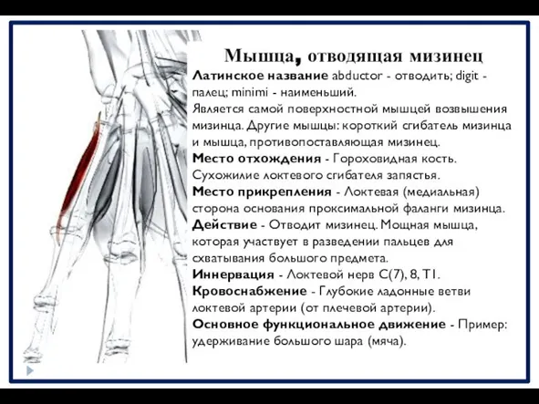 Мышца, отводящая мизинец Латинское название abductor - отводить; digit - палец;