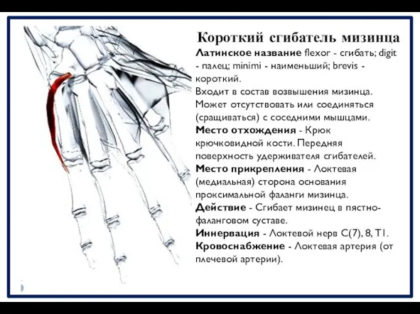 Короткий сгибатель мизинца Латинское название flexor - сгибать; digit - палец;