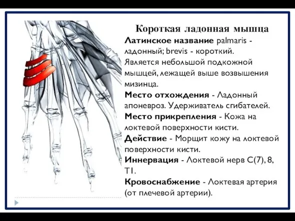 Короткая ладонная мышца Латинское название palmaris - ладонный; brevis - короткий.