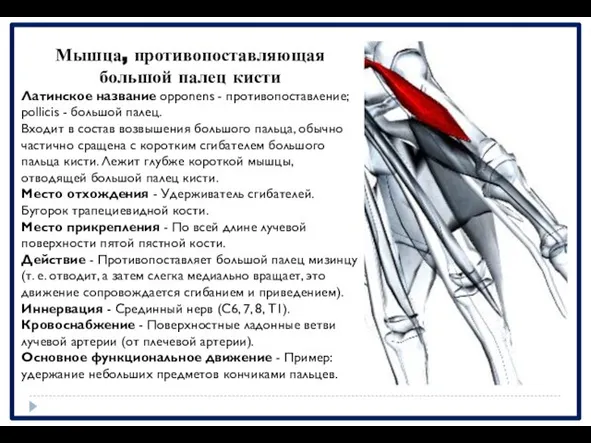 Мышца, противопоставляющая большой палец кисти Латинское название opponens - противопоставление; pollicis