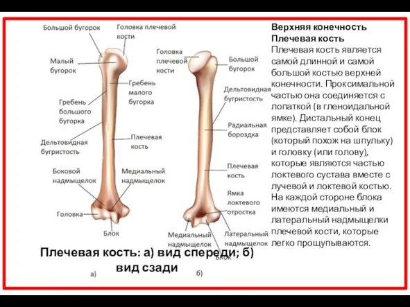 Плечевая кость: а) вид спереди; б) вид сзади Верхняя конечность Плечевая