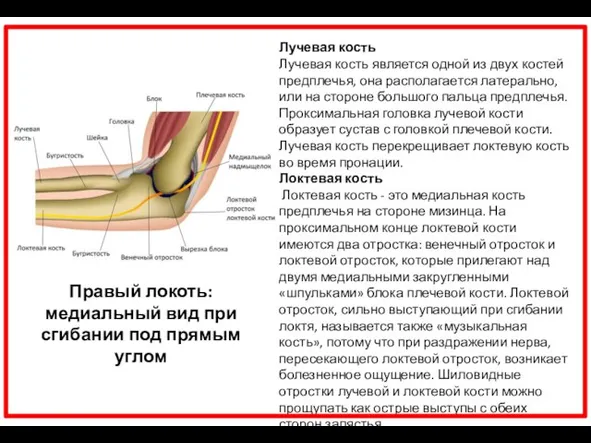 Лучевая кость Лучевая кость является одной из двух костей предплечья, она