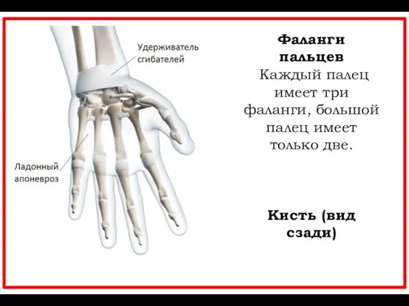 Фаланги пальцев Каждый палец имеет три фаланги, большой палец имеет только две. Кисть (вид сзади)