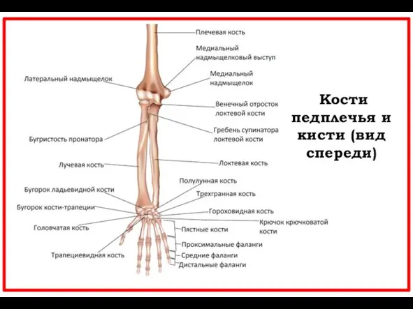 Кости педплечья и кисти (вид спереди)