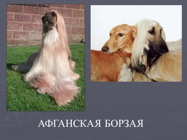 АФГАНСКАЯ БОРЗАЯ