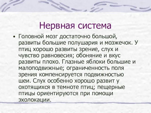 Нервная система Головной мозг достаточно большой, развиты большие полушария и мозжечок.