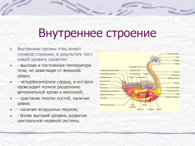 Внутреннее строение Внутренние органы птиц имеют сложное строение, в результате чего