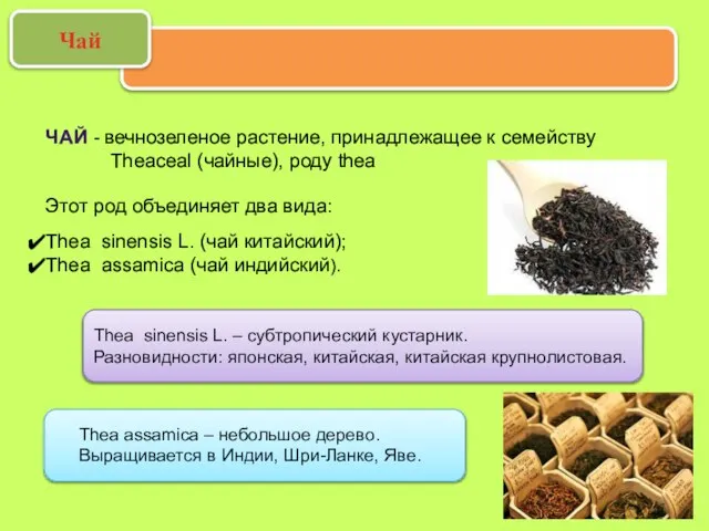 Thea sinensis L. – субтропический кустарник. Разновидности: японская, китайская, китайская крупнолистовая.