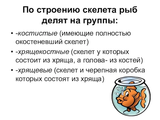 По строению скелета рыб делят на группы: -костистые (имеющие полностью окостеневший