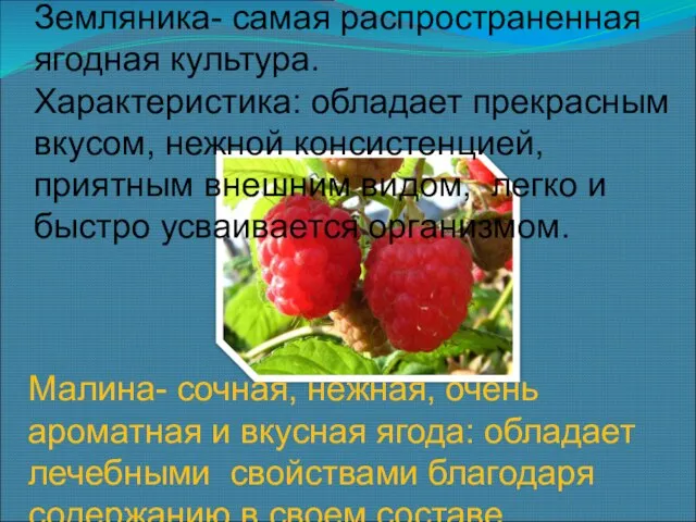 Земляника- самая распространенная ягодная культура. Характеристика: обладает прекрасным вкусом, нежной консистенцией,