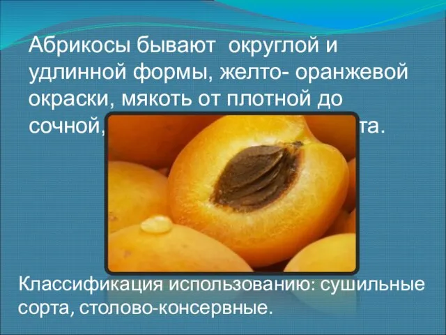 Абрикосы бывают округлой и удлинной формы, желто- оранжевой окраски, мякоть от