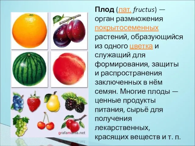 Плод (лат. fructus) — орган размножения покрытосеменных растений, образующийся из одного