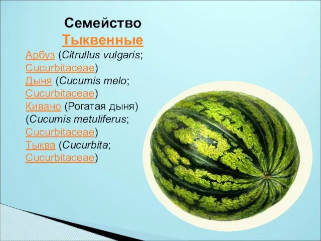 Семейство Тыквенные Арбуз (Citrullus vulgaris; Cucurbitaceae) Дыня (Cucumis melo; Cucurbitaceae) Кивано