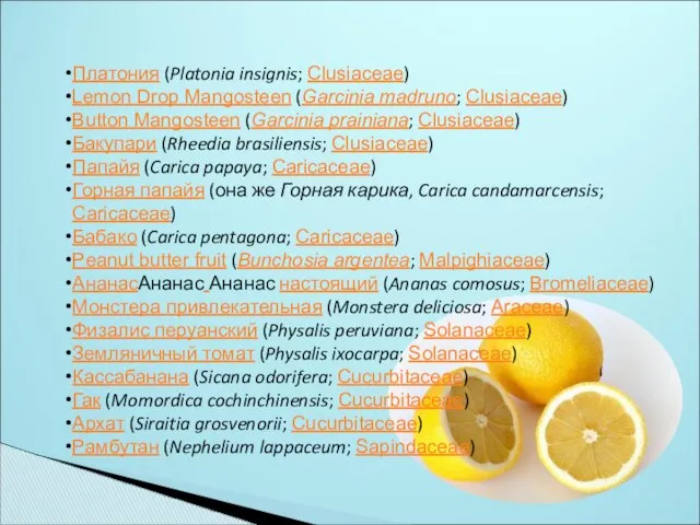 Платония (Platonia insignis; Clusiaceae) Lemon Drop Mangosteen (Garcinia madruno; Clusiaceae) Button
