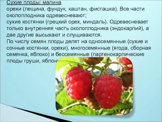 Сухие плоды: малина орехи (лещина, фундук, каштан, фисташка). Все части около­плодника