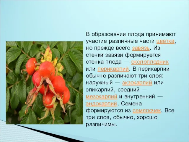 В образовании плода принимают участие различные части цветка, но прежде всего