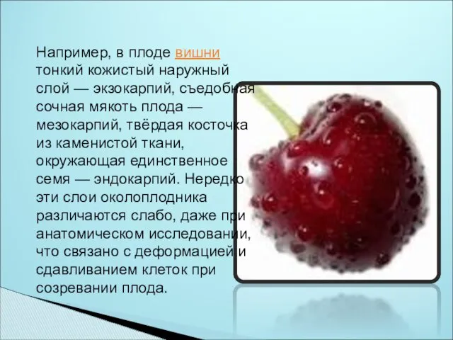 Например, в плоде вишни тонкий кожистый наружный слой — экзокарпий, съедобная