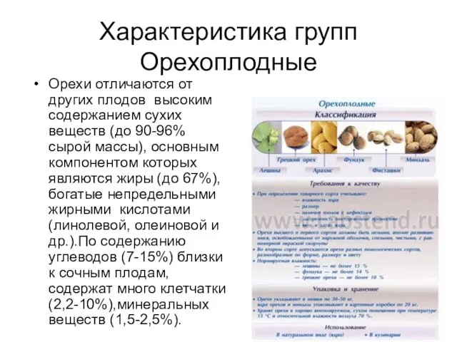 Характеристика групп Орехоплодные Орехи отличаются от других плодов высоким содержанием сухих