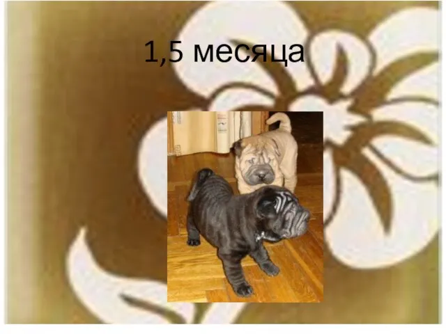 1,5 месяца