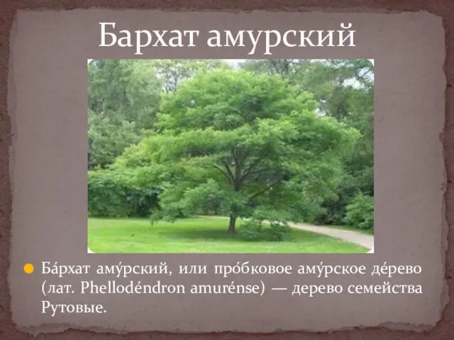 Ба́рхат аму́рский, или про́бковое аму́рское де́рево (лат. Phellodéndron amurénse) — дерево семейства Рутовые. Бархат амурский