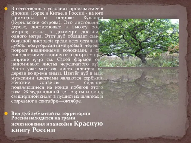 В естественных условиях произрастает в Японии, Корее и Китае, в России