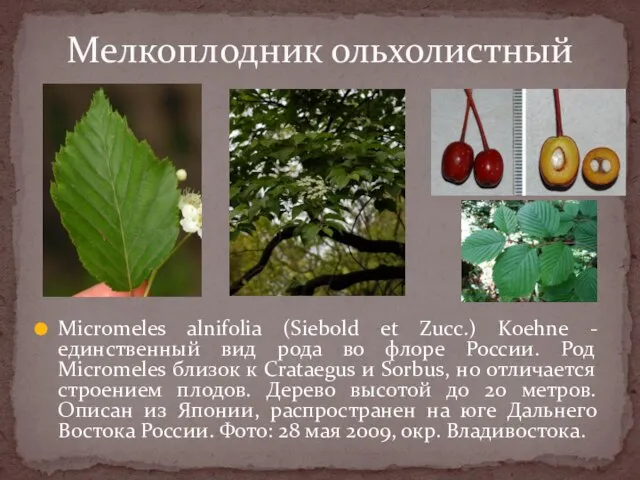 Micromeles alnifolia (Siebold et Zucc.) Koehne - единственный вид рода во