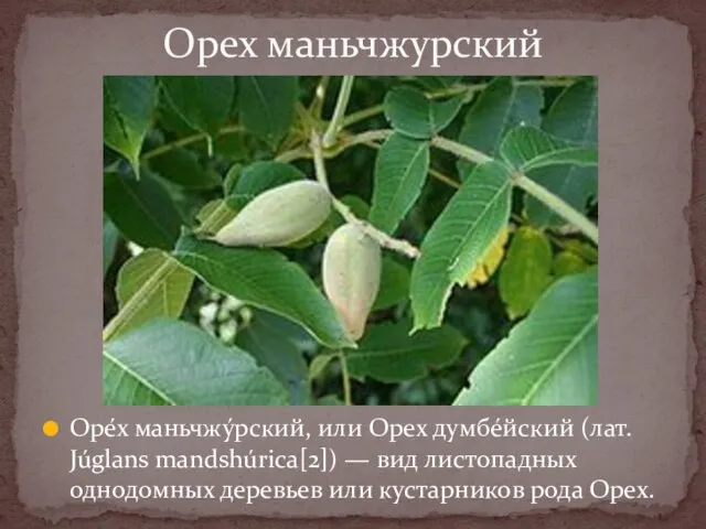 Оре́х маньчжу́рский, или Орех думбе́йский (лат. Júglans mandshúrica[2]) — вид листопадных
