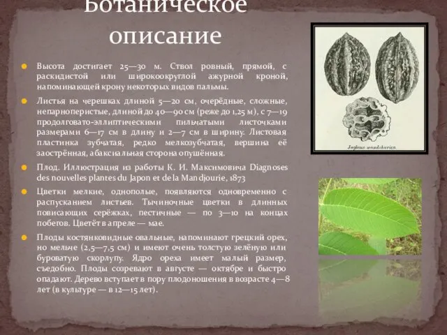 Высота достигает 25—30 м. Ствол ровный, прямой, с раскидистой или широкоокруглой