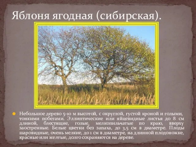 Небольшое дерево 5-10 м высотой, с округлой, густой кроной и голыми,