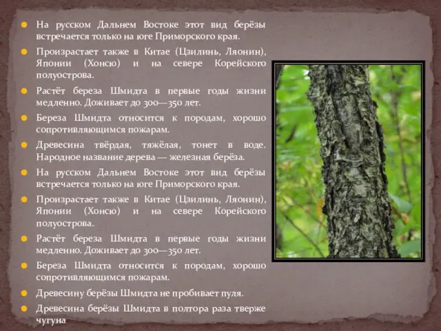 На русском Дальнем Востоке этот вид берёзы встречается только на юге