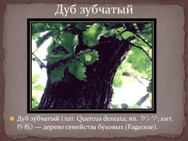 Дуб зу́бчатый (лат. Quercus dentata; яп. カシワ; кит. 柞栎) — дерево семейства бу́ковых (Fagaceae). Дуб зубчатый