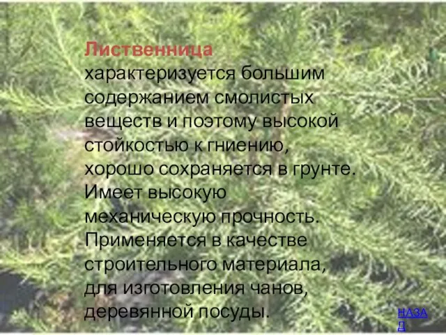 Лиственница характеризуется большим содержанием смолистых веществ и поэтому высокой стойкостью к