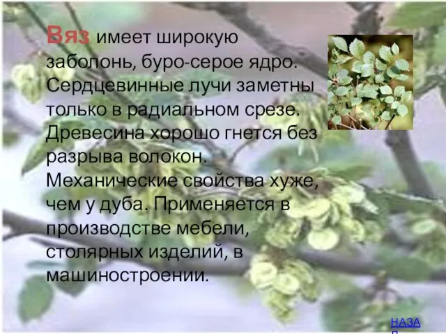 Вяз имеет широкую заболонь, буро-серое ядро. Сердцевинные лучи заметны только в