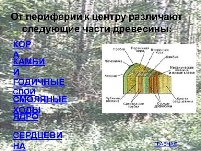 От периферии к центру различают следующие части древесины: КОРА КАМБИЙ ГОДИЧНЫЕ