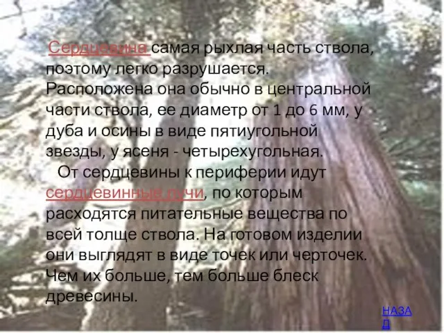 Сердцевина самая рыхлая часть ствола, поэтому легко разрушается. Расположена она обычно