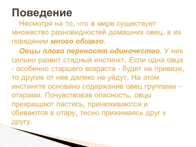 Несмотря на то, что в мире существует множество разновидностей домашних овец,