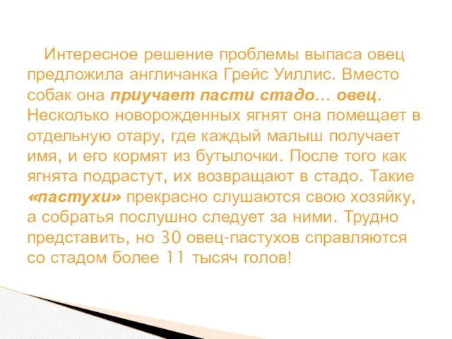 Интересное решение проблемы выпаса овец предложила англичанка Грейс Уиллис. Вместо собак