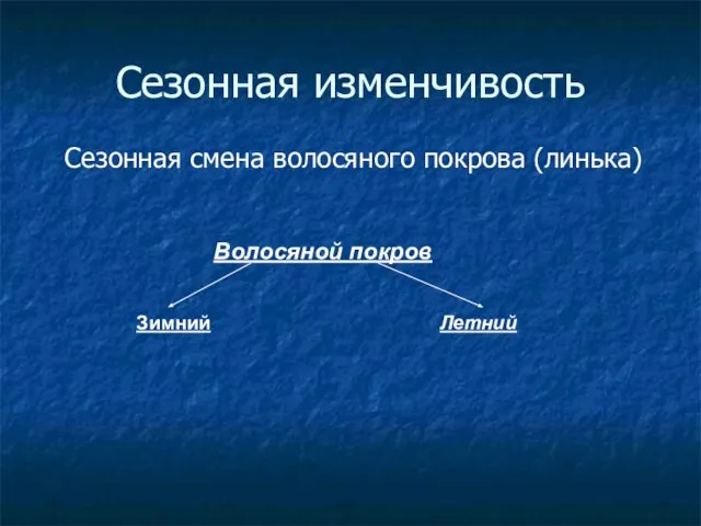 Сезонная изменчивость Сезонная смена волосяного покрова (линька) Волосяной покров Зимний Летний